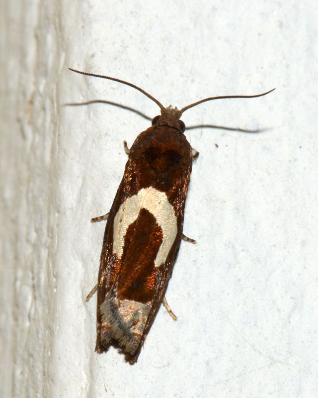 Tortricidae  Epiblema foenella